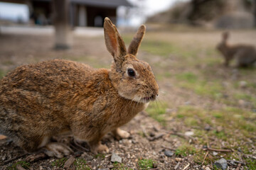 広島の大久野島（うさぎの島）のうさぎが1匹