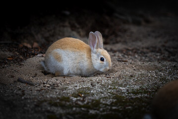 広島の大久野島（うさぎの島）の赤ちゃんうさぎが1匹
