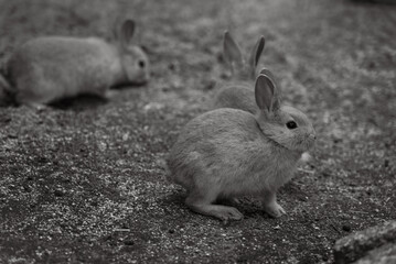 広島の大久野島（うさぎの島）の赤ちゃんうさぎが複数いる