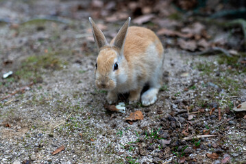 広島の大久野島（うさぎの島）の赤ちゃんうさぎが1匹