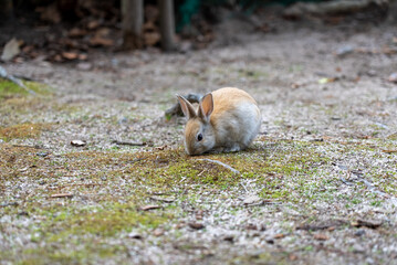 広島の大久野島（うさぎの島）の赤ちゃんうさぎが1匹