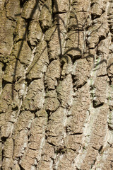 Braune Baumrinde, Borke, Holztextur, Hintergrund, Deutschland, Europa