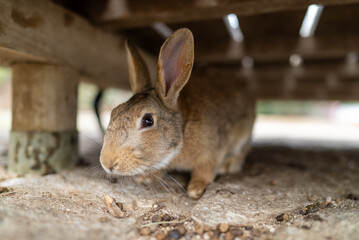 広島の大久野島（うさぎの島）のうさぎが1匹