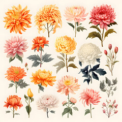 set of Chrysanthemum, plants, leaves and flowers.  illustrations of beautiful realistic flowers for background, pattern or wedding invitations
