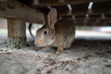 広島の大久野島（うさぎの島）のうさぎが1匹