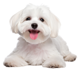 PNG Smiling maltese dog mammal animal puppy. 