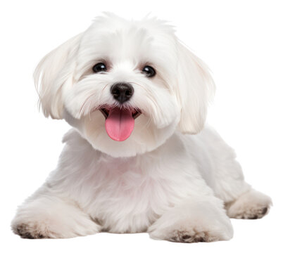 PNG Smiling maltese dog mammal animal puppy. 