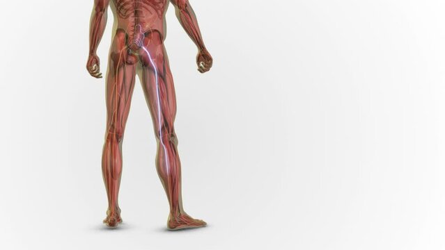 Sciatica discomfort from the waist to the leg