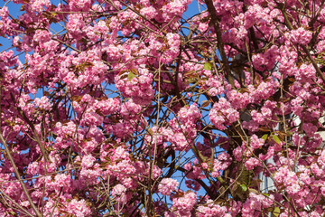 Rosa Kirschblüten auf  Baumzweigen, Hintergrundbild, Deutschland