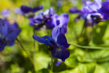 Blue viola flowers on a thin stems on a blurred green grass background, botanical macro photography