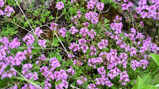 Blooming Thymus serpyllum in spring. Wild thyme on meadow. Flowers of Breckland thyme.