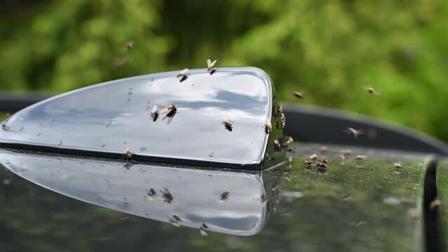Lots of flies on the car antenna. Flies fly over the roof of the vehicle.
