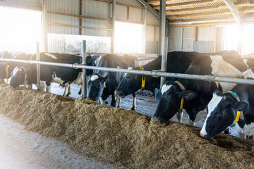 Holstein dairy cows in barn, feeding on hay.