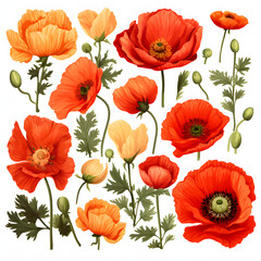 Fototapeta premium set of Poppy, plants, leaves and flowers. illustrations of beautiful realistic flowers for background, pattern or wedding invitations