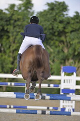 The rider on horse jumping over a hurdle during the equestrian