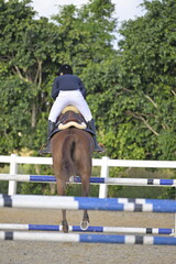 The rider on horse jumping over a hurdle during the equestrian