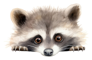 Obraz premium Baby racoon raccoon mammal animal. AI generated Image by rawpixel.