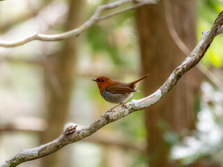 森の中で静かに枝に留まっているコマドリの雄
