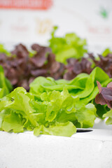 Hydroponic Horticulture. Exquisite Plant Growth