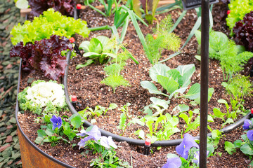 Sprinkler Irrigation in Flourishing Botanical Gardens