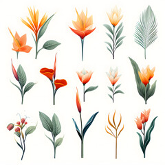 set of Bird of Paradise, plants, leaves and flowers. Vector illustrations of beautiful realistic flowers for background, pattern or wedding invitations