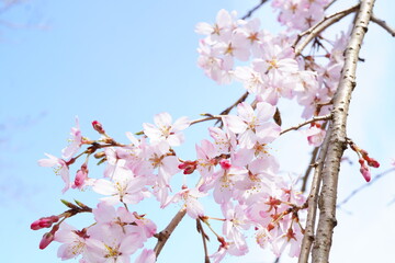 よく晴れた日に地元の桜祭りへお出かけ。桜がとても綺麗に咲いていた。