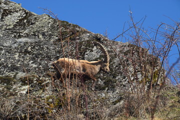 bouqutetin