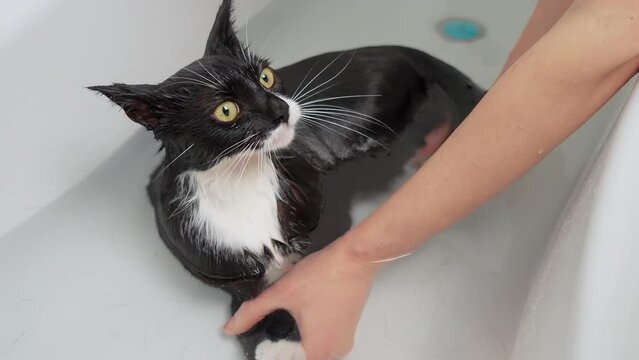 Wet pet cat in water, kitten shower for hygiene, cleaning feline animal fur. Black Cat taking warm bath in bathroom. Pets caring, disinfection treatment, flea extermination