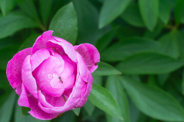 Banded sugar ant climbing on a pink peony flower