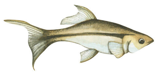 Colorful tropical fish. Aquarium animals .Watercolor illustration tropical fish. Underwater sealife concept.