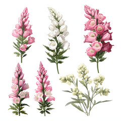 set of Foxglove, plants, leaves and flowers. illustrations of beautiful realistic flowers for background, pattern or wedding invitations