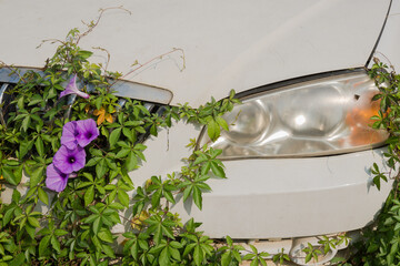An abandoned car surrounded by vines and morning glories