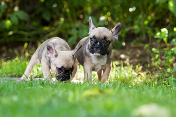 Französische Bulldoggen Welpen im Garten