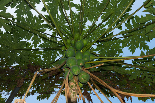 A papaya tree full of fruits