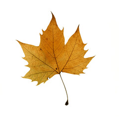 Autumn leaf maple isolated on white background