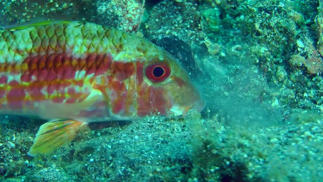 Commercial fish Red mullet (Mullus barbatus), portrait.