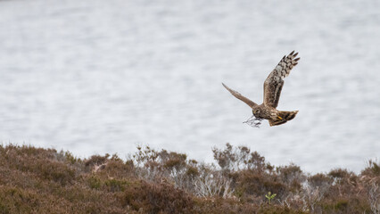Female hen harrier (Circus cyaneus) flying over the moorland in spring, Isle of Benbecula, Outer hebrides, Scotland