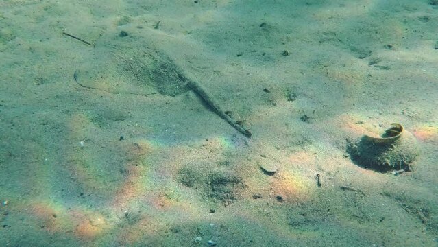 Marine fish Thornback Ray (Raja clavata) slowly slides along the sandy bottom in shallow water among the sunbeams. Mediterranean.