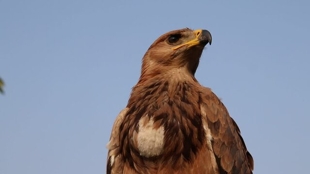 Golden Eagle a bird of prey in its natural habitat Close-up view of a regal Golden Eagle ( Aquila chrysaetos) Looking For His Prey