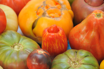 Tomates anciennes