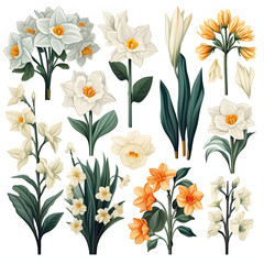 set of Narcissus, plants, leaves and flowers. illustrations of beautiful realistic flowers for background, pattern or wedding invitations