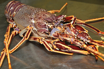 Langouste