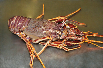 Langouste