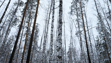 Snowy winter slope and birch tree forest. Media. Beautiful winter landscape, calm quit day in woods.