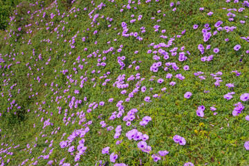 A large field of morning glories