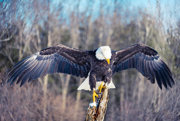 Majestic bald eagle perched on a rotten old tree with wing spread against blue sky