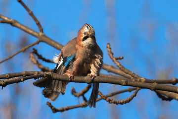 eurasian jay standing on a branch