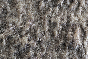 extreme macro shot of fallow deer horn