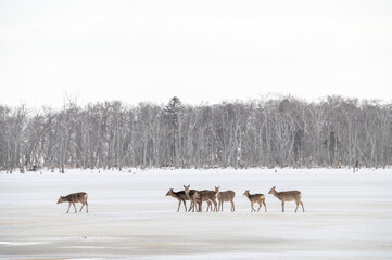 雪が降る北海道の凍った大地を歩くエゾシカ