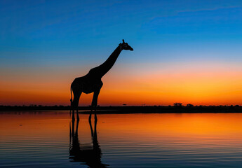Giraffe at sunset near lake. Created with Ai